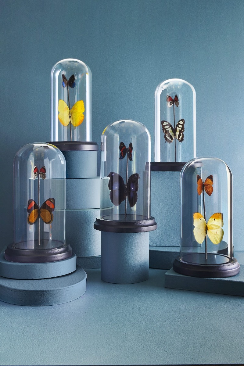 Two Butterflies in Cloche Bell Jar
