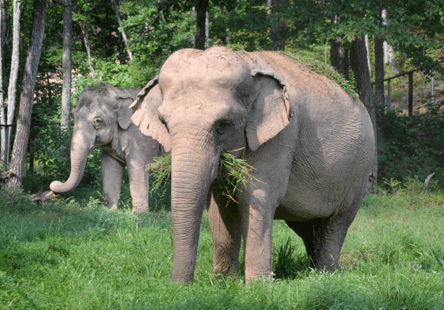 Elephants